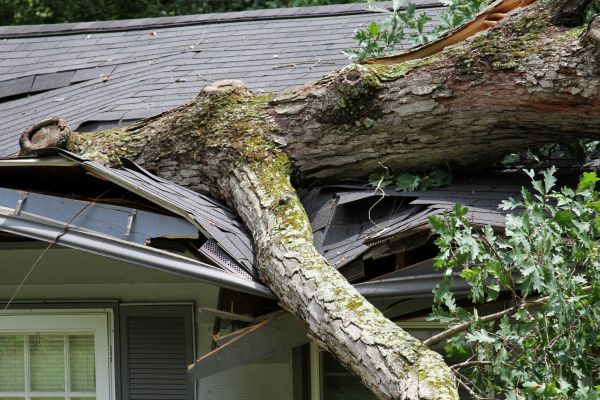 Cost of Storm Remediation in Puyallup